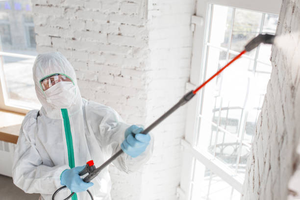 Best Mold Damage Restoration  in Newport, NC